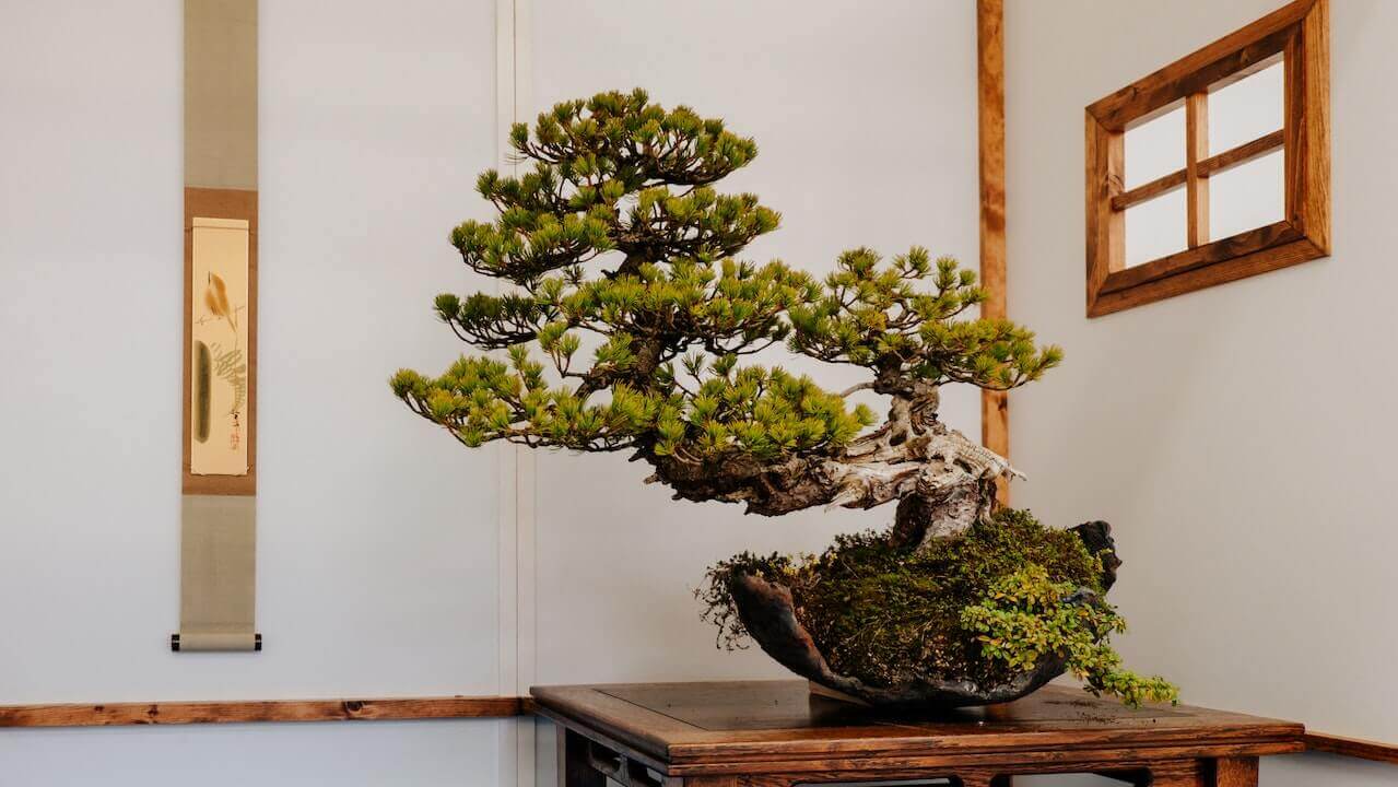Grand bonsaï avec des branches et des feuilles complexes.