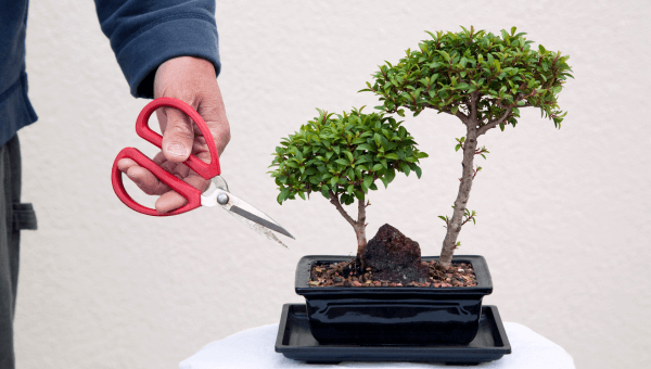 Ravageurs et maladies courants du bonsaï : prévention et traitement