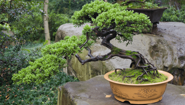 Comment le bonsaï peut aider à soulager le stress