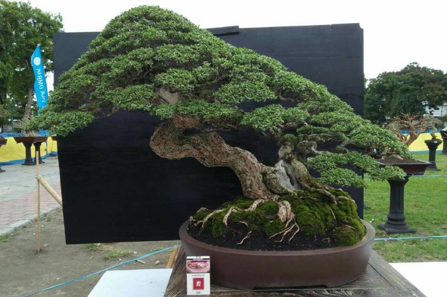 large bonsai